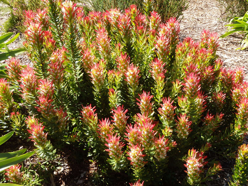 Kirstenbosch National Botanical Garden.